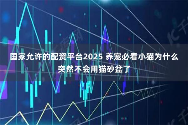 国家允许的配资平台2025 养宠必看小猫为什么突然不会用猫砂盆了
