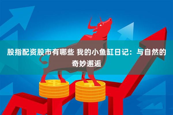 股指配资股市有哪些 我的小鱼缸日记：与自然的奇妙邂逅